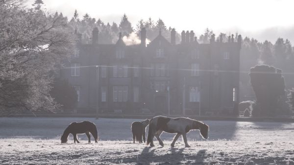 Frosty Weather Horses at front of castle